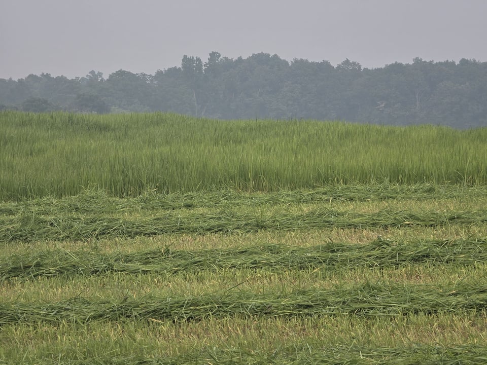 Thick wildfire smoke hangs over a West Michigan farm field, obscuring the distant tree line.